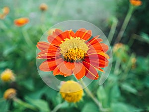 Mexican sunflower or Tithonia. photo
