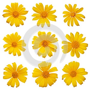 Mexican sunflower or tree marigold Tithonia diversifolia ornamental flowering plant native to Mexico, set of 9 large daisy-like photo