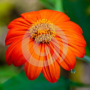 Mexican Sunflower with Water Drop