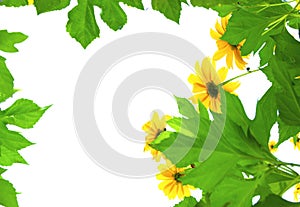 Mexican sunflower weed and blue sky background