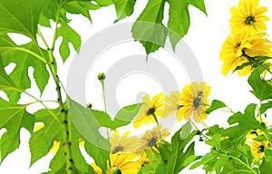 Mexican sunflower weed and blue sky background