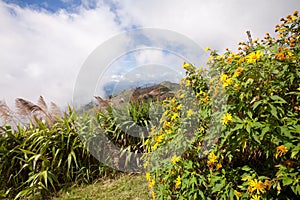 Mexican sunflower weed (Tithonia diversifolia) in Phutabberk Phe