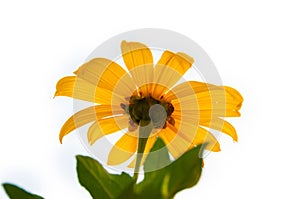 Mexican sunflower on white background
