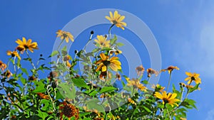 Mexican Sunflowers or Tree Marigold yellow sunflower blooming in season with bright yellow flowers