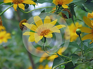 Mexican Sunflowers or Tree Marigold yellow sunflower outdoors on sunny day.