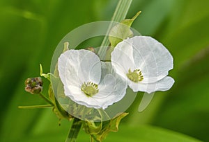 Mexican Sword-Plant, Echinodorus palaefolius