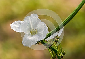 Mexican Sword-Plant, Echinodorus palaefolius