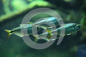 Mexican tetra (Astyanax mexicanus)