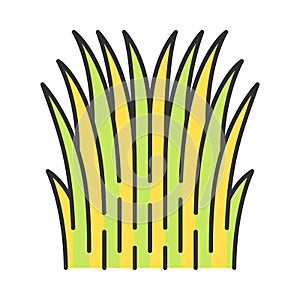 Mexican thread grass color icon