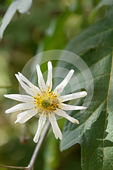 Mexican Tree Daisy Montanoa bipinnatifida, close-up white flower