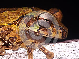 Mexican Treefrog (Smilisca baudinii) on a natural background