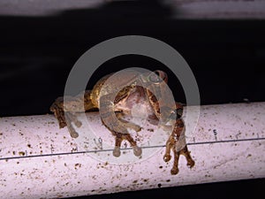 Mexican Treefrog (Smilisca baudinii) resting photo