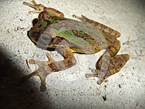 Mexican Treefrog (Smilisca baudinii) spread out