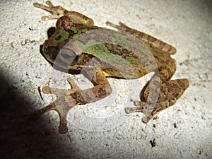 Mexican Treefrog (Smilisca baudinii) spread out photo