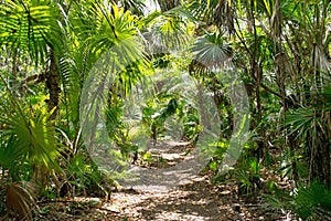 Mexican tropical rain forest full of palm trees