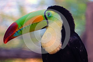 Mexican Tucan