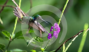 Mexican violetear Colibri thalassinus in flight photo