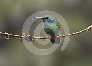 Mexican Violetear Hummingbird Colibri thalassinus, Costa Rica