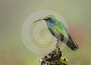 Mexican Violetear Hummingbird Colibri thalassinus, Costa Rica photo