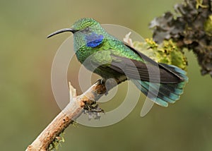 Mexican Violetear Hummingbird Colibri thalassinus, Costa Rica photo