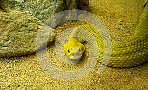 Mexican West Coast Rattlesnake or Mexican Green Rattler