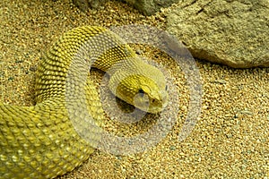 Mexican West Coast Rattlesnake or Mexican Green Rattler