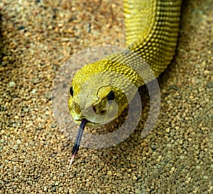 Mexican West Coast Rattlesnake or Mexican Green Rattler