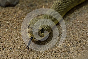 Mexican west coast rattlesnake, Mexican green rattler Crotalus basiliscus.