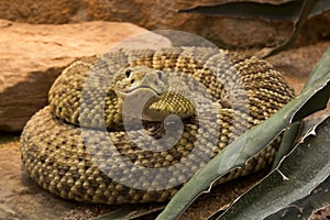 Mexican west coast rattlesnake, Mexican green rattler Crotalus basiliscus.