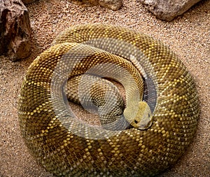Mexican West Coast Rattlesnake or Mexican Green Rattler (Crotalus basiliscus), venomous snake