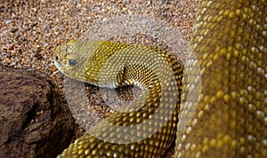 Mexican West Coast Rattlesnake or Mexican Green Rattler , venomous snake, native to the west coast of Mexico