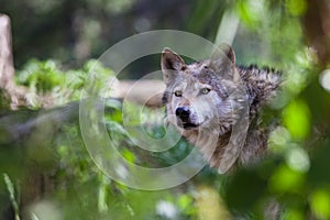 Mexican Wolf photo