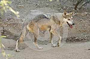 Mexican Wolf