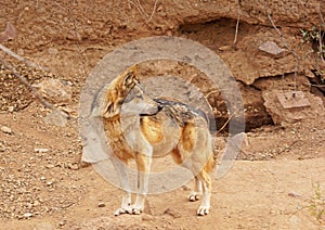 Mexican wolf