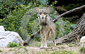 Mexican Wolf  604971