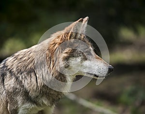 Mexican Wolf