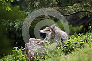 Mexican Wolf  845748