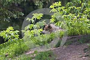 Mexican Wolf  845751