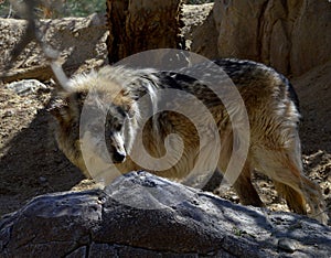 Mexican Wolf behind a rock
