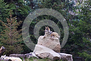 Mexican Wolf Exhibit  703476