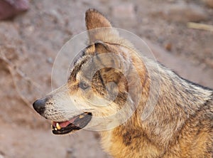 Mexican Wolf Portrait