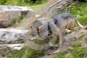 Mexican Wolf Runs  604924