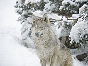 Mexican wolf in the snow photo