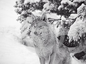 Mexican wolf in the snow photo