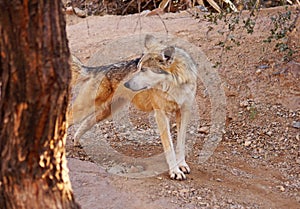 Mexican wolf stretches