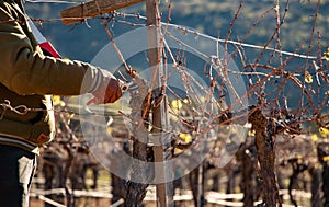 Mexican worker trimming wine crops in Valle de Guadalupe