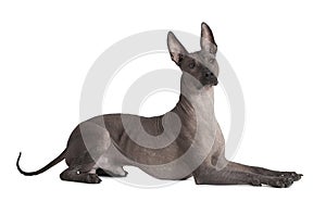 Mexican xoloitzcuintle dog