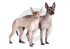 Mexican xoloitzcuintle dogs, white background