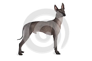 Mexican xoloitzcuintle male dog