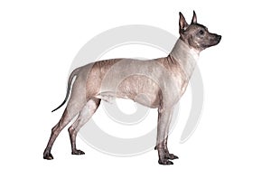Mexican xoloitzcuintle male dog isolated on white